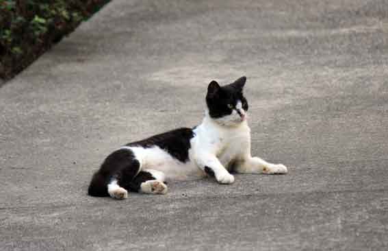 我が家のニャンコ♪2013/10/11-2