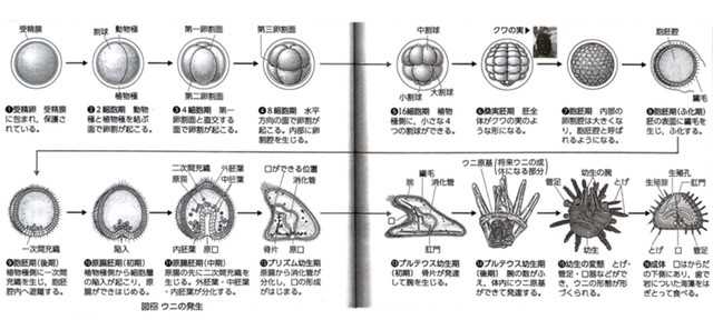 生物 動物の発生(概要) | とある大学生の成長日記 - 楽天ブログ