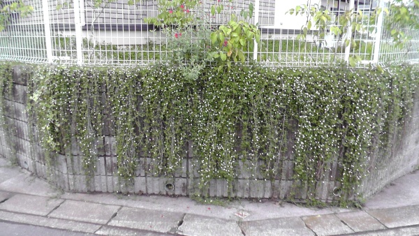 擁壁に垂れたイワダレソウの伸長と開花