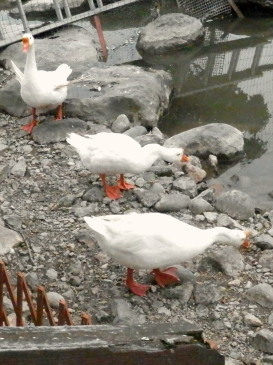 アヒル6.9　3　2015