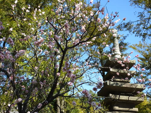 池上梅園にて