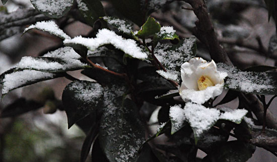 雪２