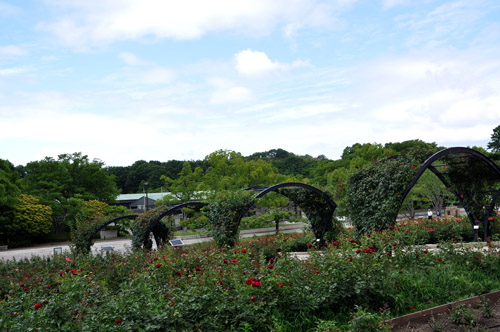 紫陽花２