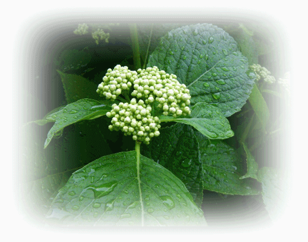 紫陽花