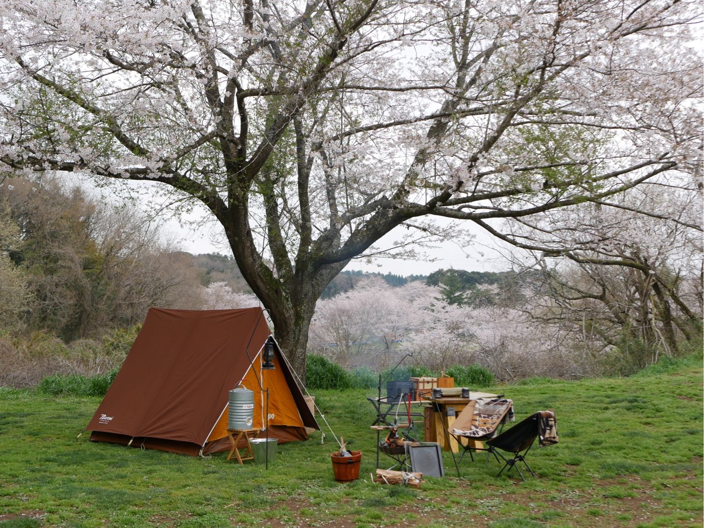 成田ゆめ牧場で念願のお花見キャンプ 初心者キャンパーのキャンプブログ 楽天ブログ