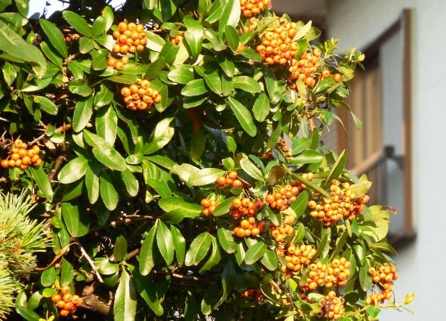 ピラカンサスの赤い実と黄色い実 花と蕎麦とリハビリと 楽天ブログ