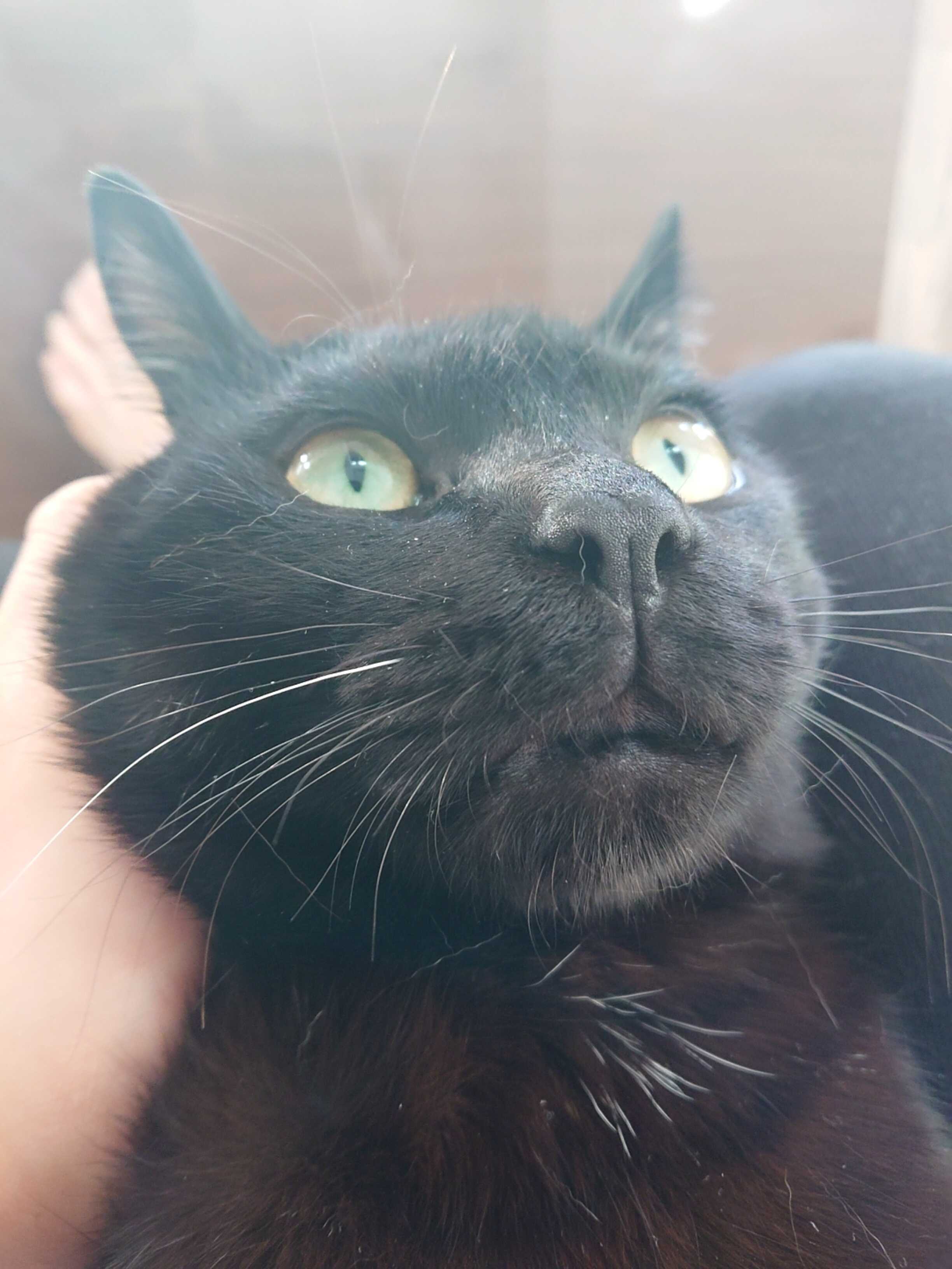 DB猫ブログ