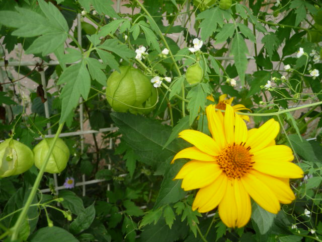 15 風船葛と菊芋