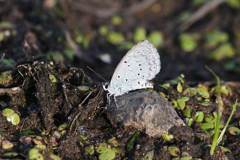 IMG_2180 (800x533).jpg