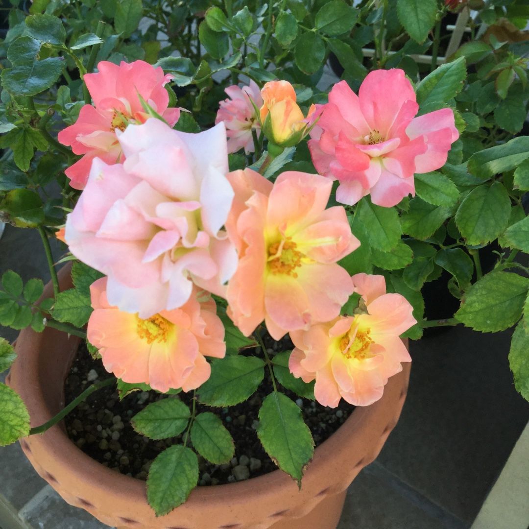 ミニバラ色々 阿蘇の火山灰 ばらと猫とフラメンコ 楽天ブログ