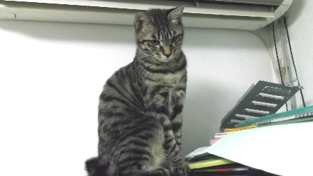 すずひめ