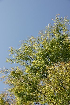 DSC07333.jpg