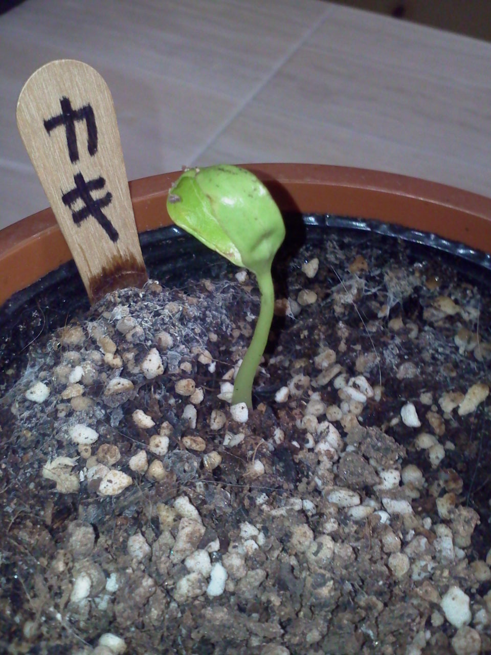 柿の新芽