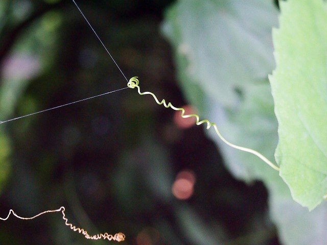 s-p2467.jpg