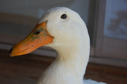 DSC_0138.JPG
