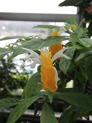 夢の島熱帯植物園06