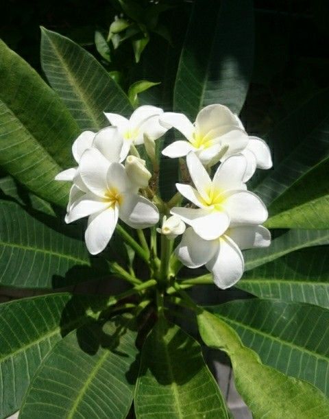 プルメリアに花芽がつきました 食いしん坊案内 楽天ブログ