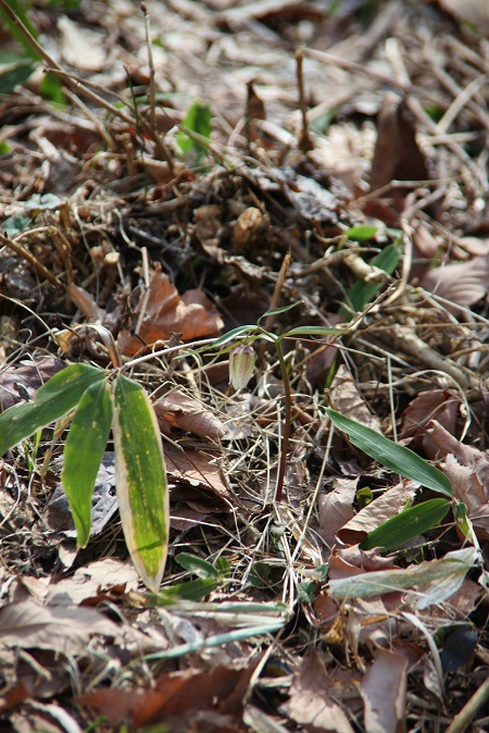 IMG_5050.JPG