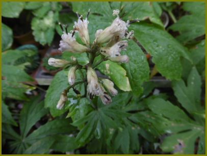 ７月30日 獅子葉破れ傘繕えず戻り梅雨 花の歳時記 天南星の魅力 山野草 楽天ブログ