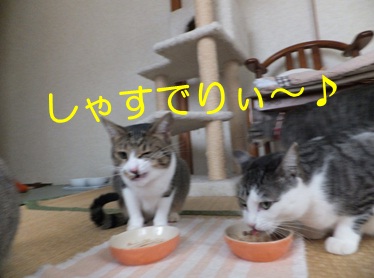 20121112_2.jpg
