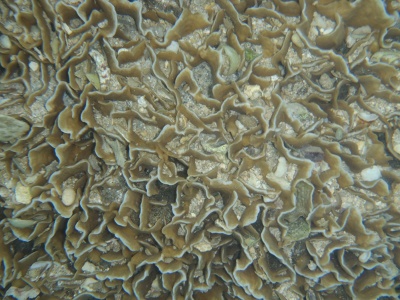 沖縄磯採集2012年8月下旬5　サンゴ