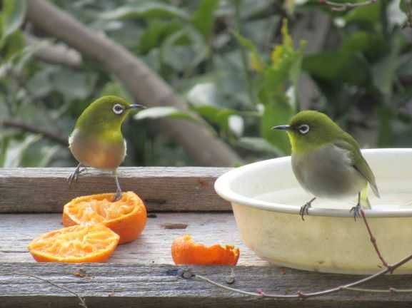 のりのりめじろの日記