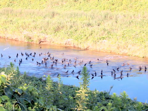 カワウの大群