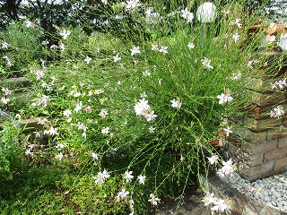 IMG_6440ss.jpg