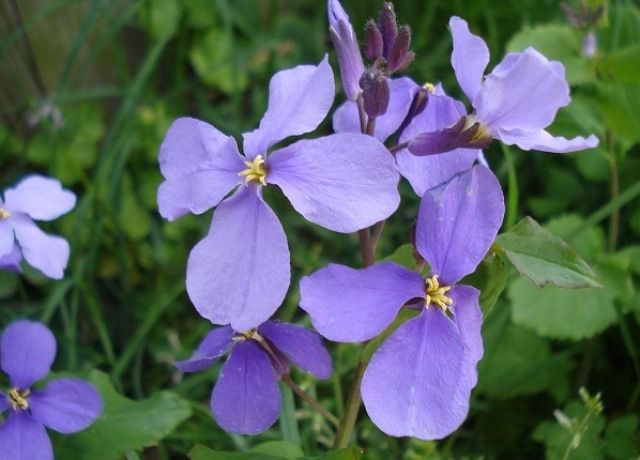 紫花菜の花 花と蕎麦とリハビリと 楽天ブログ