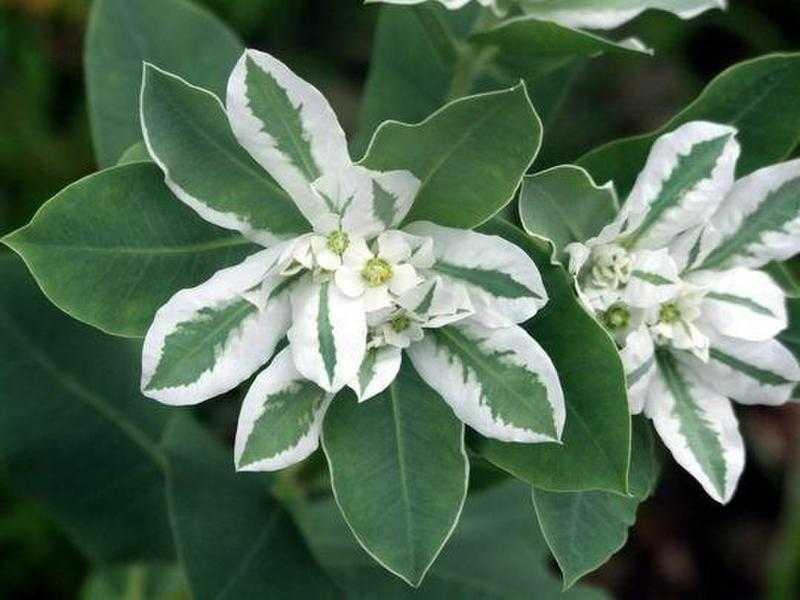 月曜日 曇り 初雪草 はつゆきそう たかさんの書斎 楽天ブログ