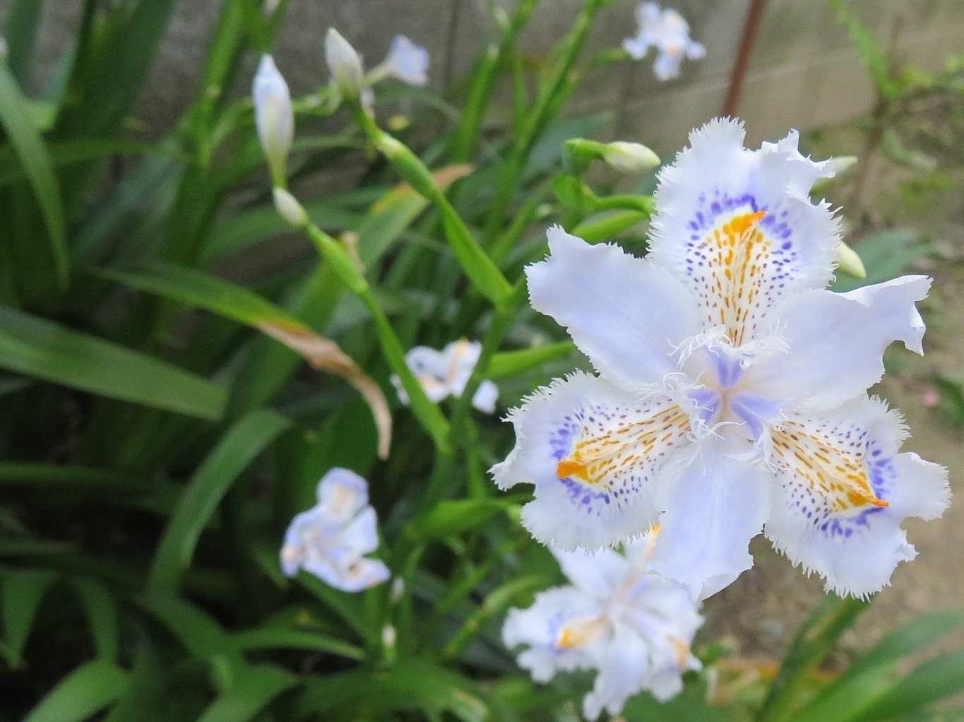 かごめかごめ等 花はシャガ ナガミヒナゲシ だい のひとりごと 楽天ブログ