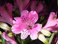 ４月９日の誕生花 アルストロメリア ピンク の花言葉 気配り やさしいピンク色のインカノユリ インカの百合 弥生おばさんのガーデニングノート 花 と緑の365日 楽天ブログ