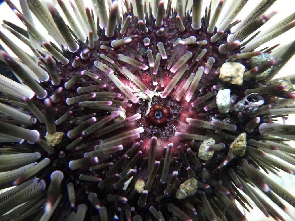 串本磯採集2023年6月上旬43　ツマジロナガウニに共生するトウヨウヤワラガニ（Halicarcinus orientalis）