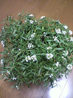 2013011520150000.jpg