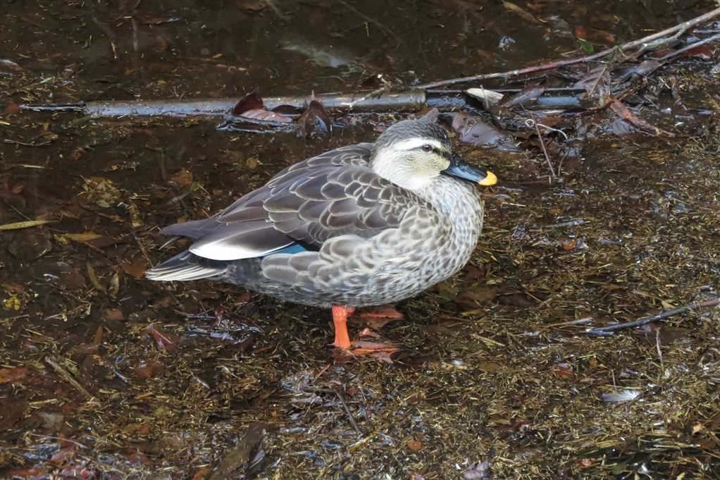 515