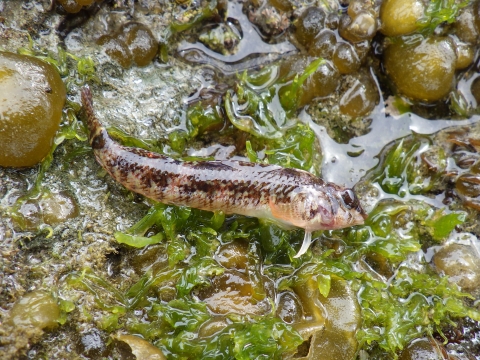 和歌山磯採集2018年3月上旬15　ヘビギンポ（Enneapterygius etheostomus）