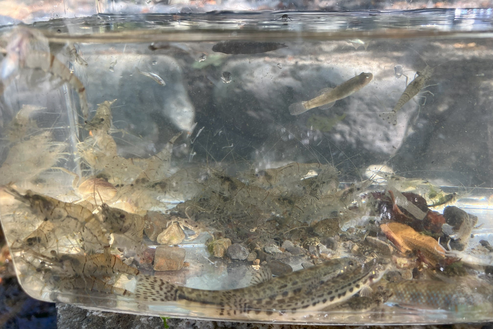 千葉県南房総市川遊び　酪農のさと　丸山川　蛙、オタマジャクシ、海老、蟹、魚など生き物探し