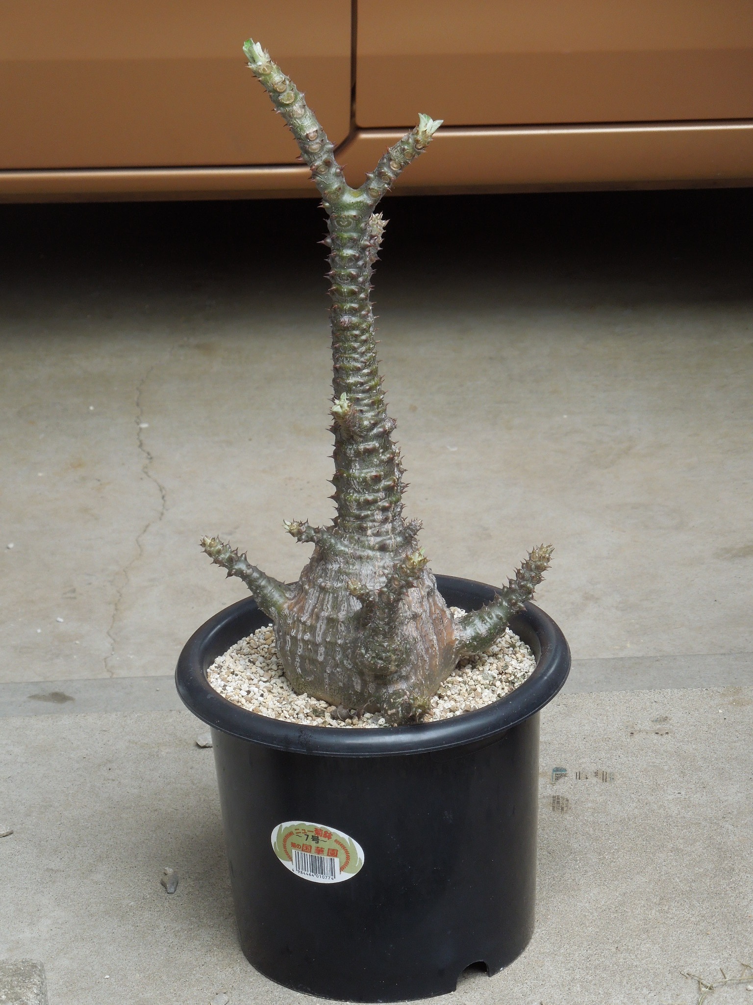 パキポディウム　ウィンゾリー RAFLUMコレクション】パキポディウム ウィンゾリー 