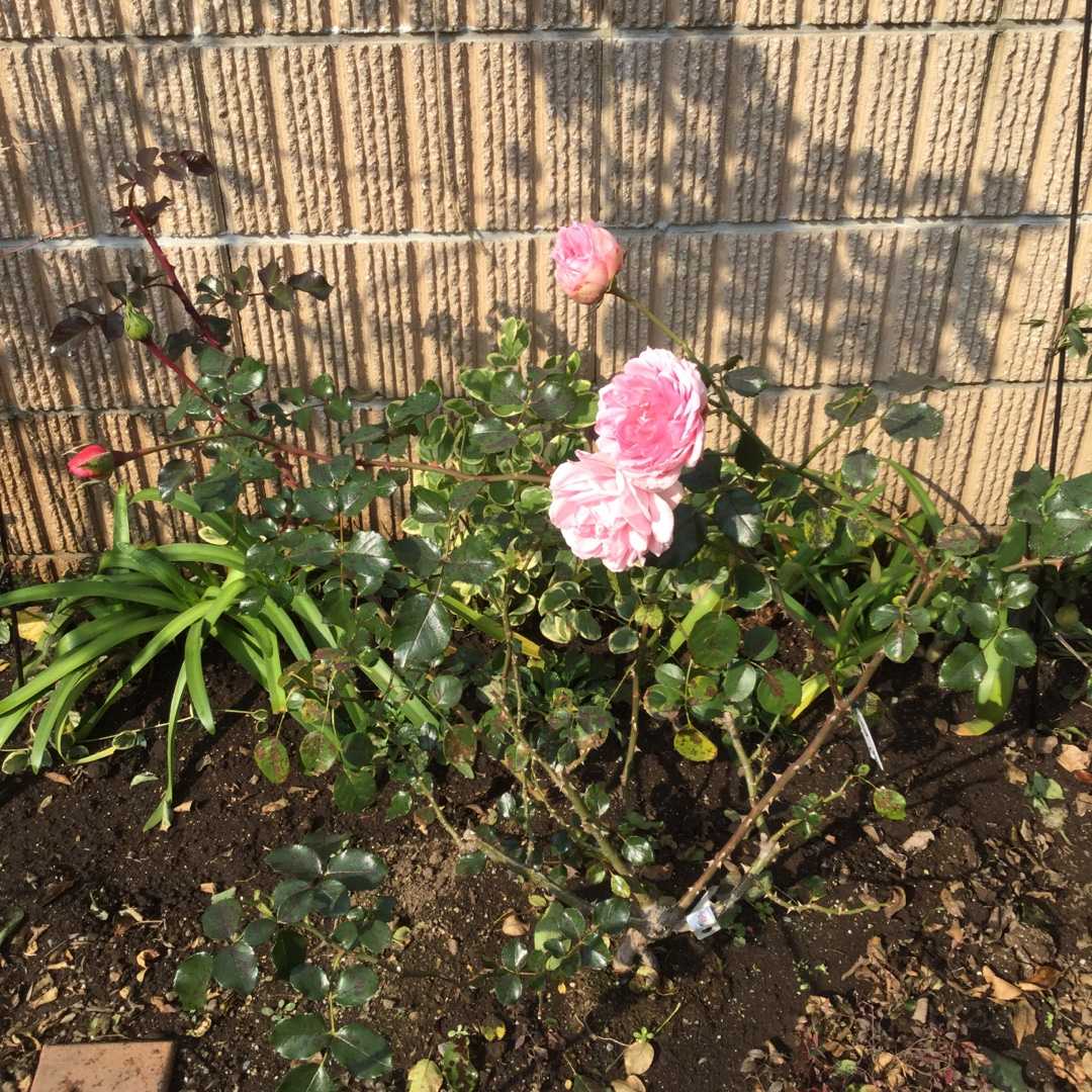 ホーム ガーデン つるバラの剪定誘引 ばらと猫とフラメンコ 楽天ブログ