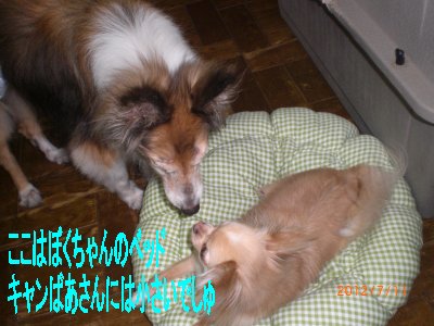 キャン＆ぴっぴ