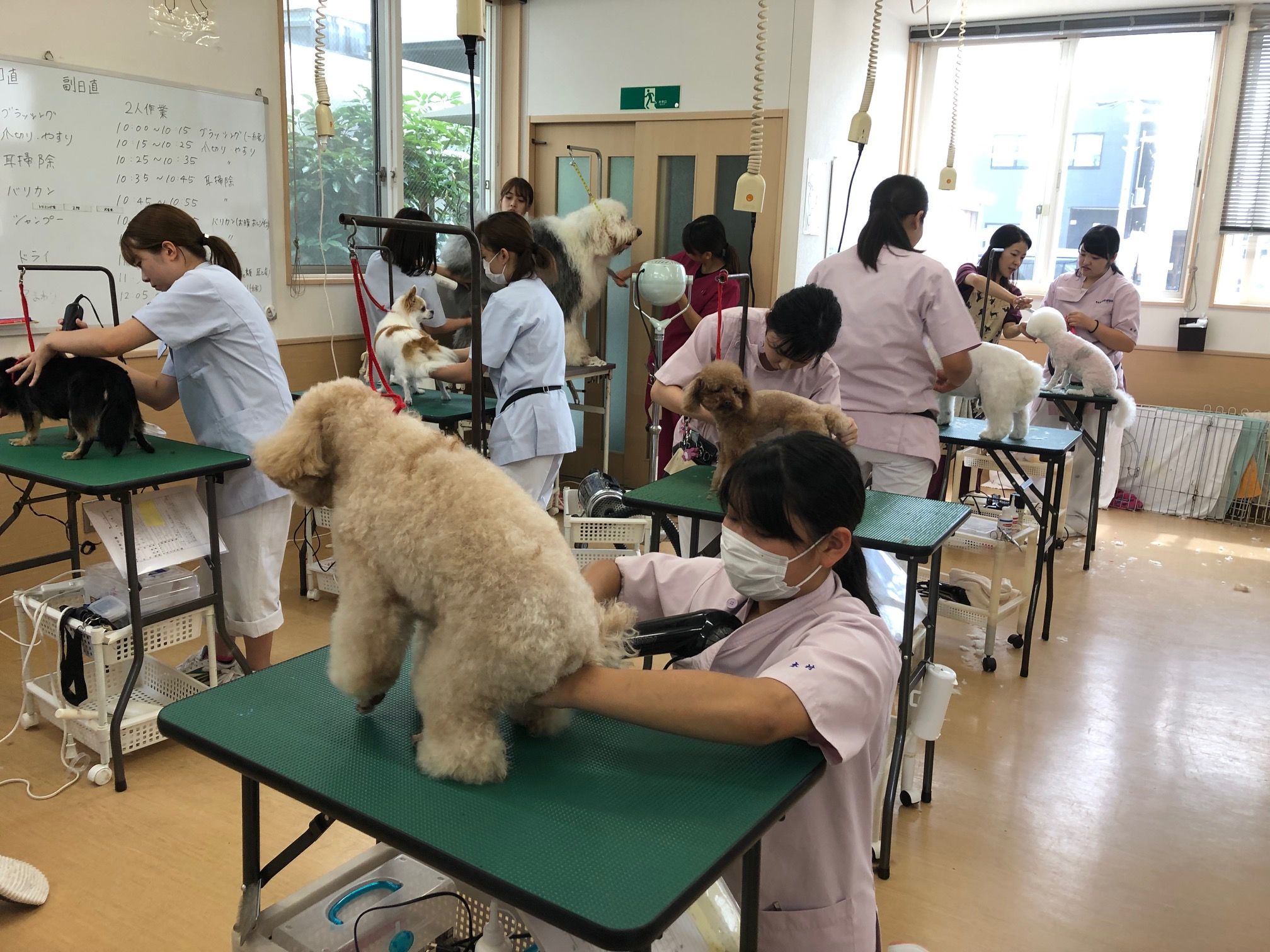 24ページ目の カテゴリ未分類 青森愛犬美容専門学院 楽天ブログ