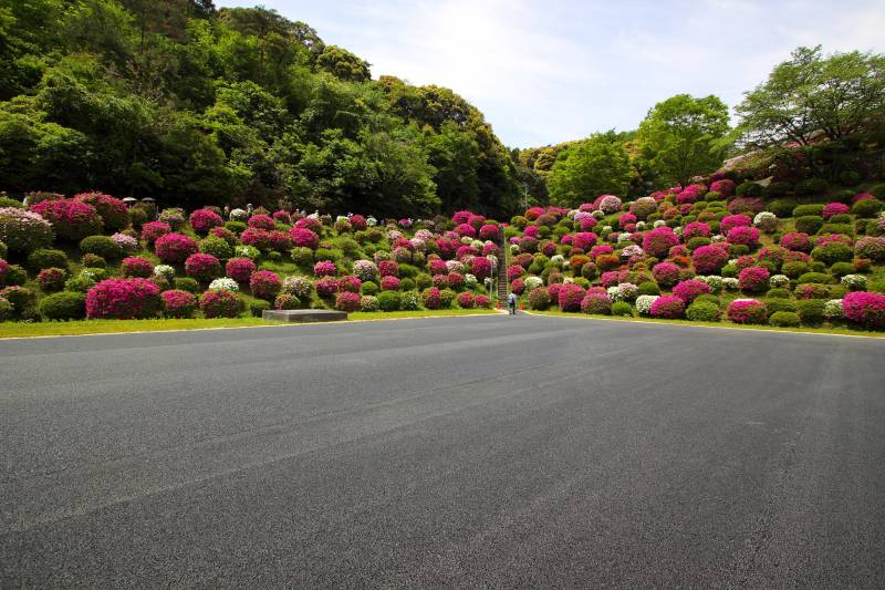 蹴上浄水場のツツジ_007.jpg