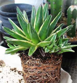アガベ・サブシンプレックス錦ほか | ☆ガマンマの ニク・サボ栽培