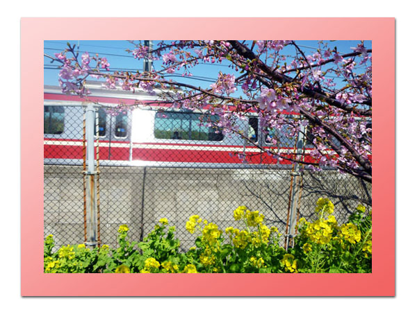 京急電車と河津桜