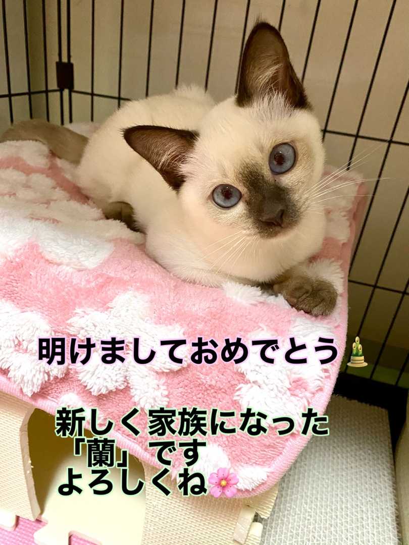明けまして トンキニーズの蘭ちゃん 楽天ブログ