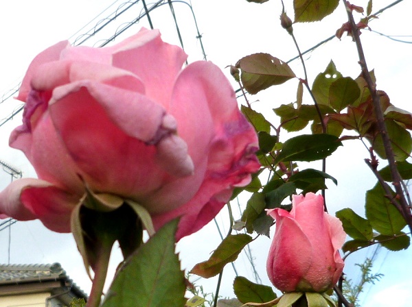 P1020014-001.JPG