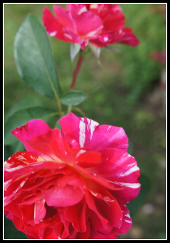 DSC02013.JPG