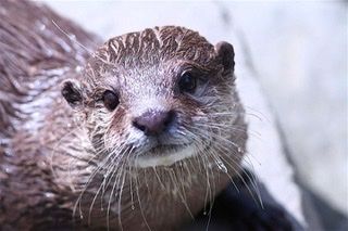 カワウソの悲劇 野生動物を絶対にペットにしないで この道 明日はもっと輝いてる 楽天ブログ