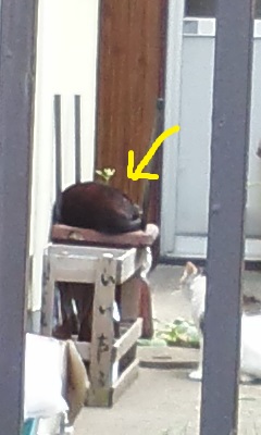 猫の恋2.jpg