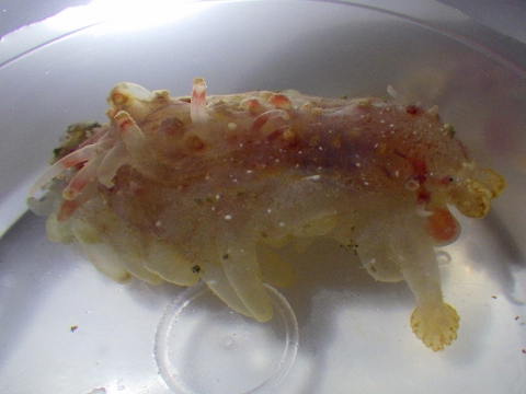 ヒメカンテンナマコ（Laetomogone maculata）2　深海性ナマコ